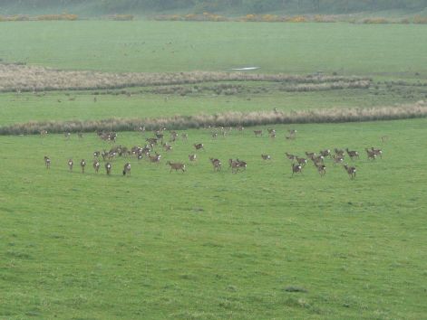 jeleni_sika_143.jpg jeleni_sika_143.jpg